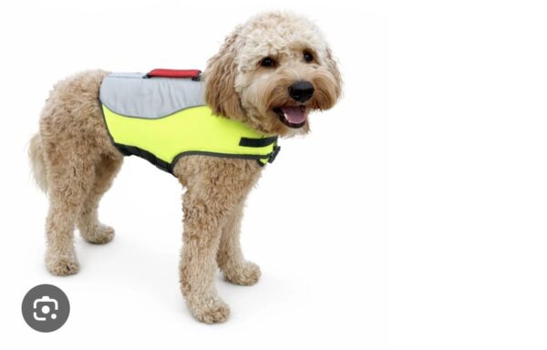 2026/06/1000276841.jpg FLOTADOR PARA MASCOTAS marca KONG