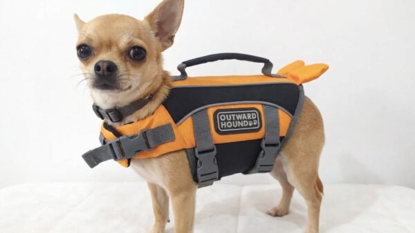 2026/09/1000353633.jpg Chalecos Salvavidas flotador para Perro Chihuahua Talla XXS